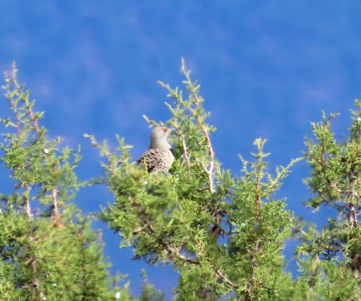 Northern Flicker (Red-shafted) - ML617829040