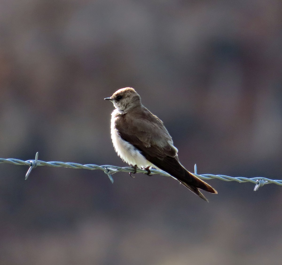 Northern Rough-winged Swallow - ML617829058