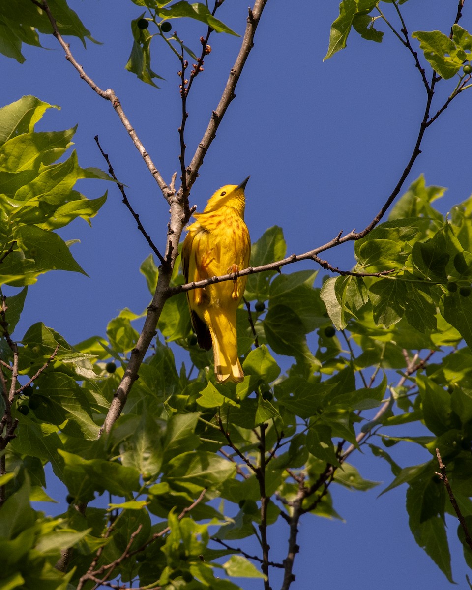 Yellow Warbler - ML617829066