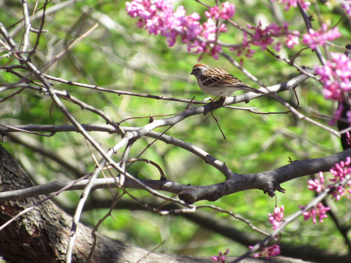 Chipping Sparrow - ML617829076