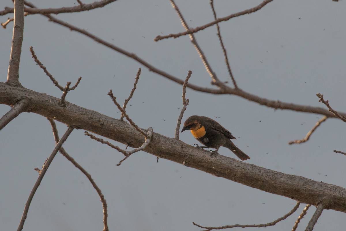 Yellow-headed Blackbird - ML617829098