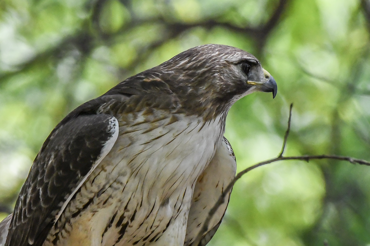 Red-tailed Hawk - ML617829125