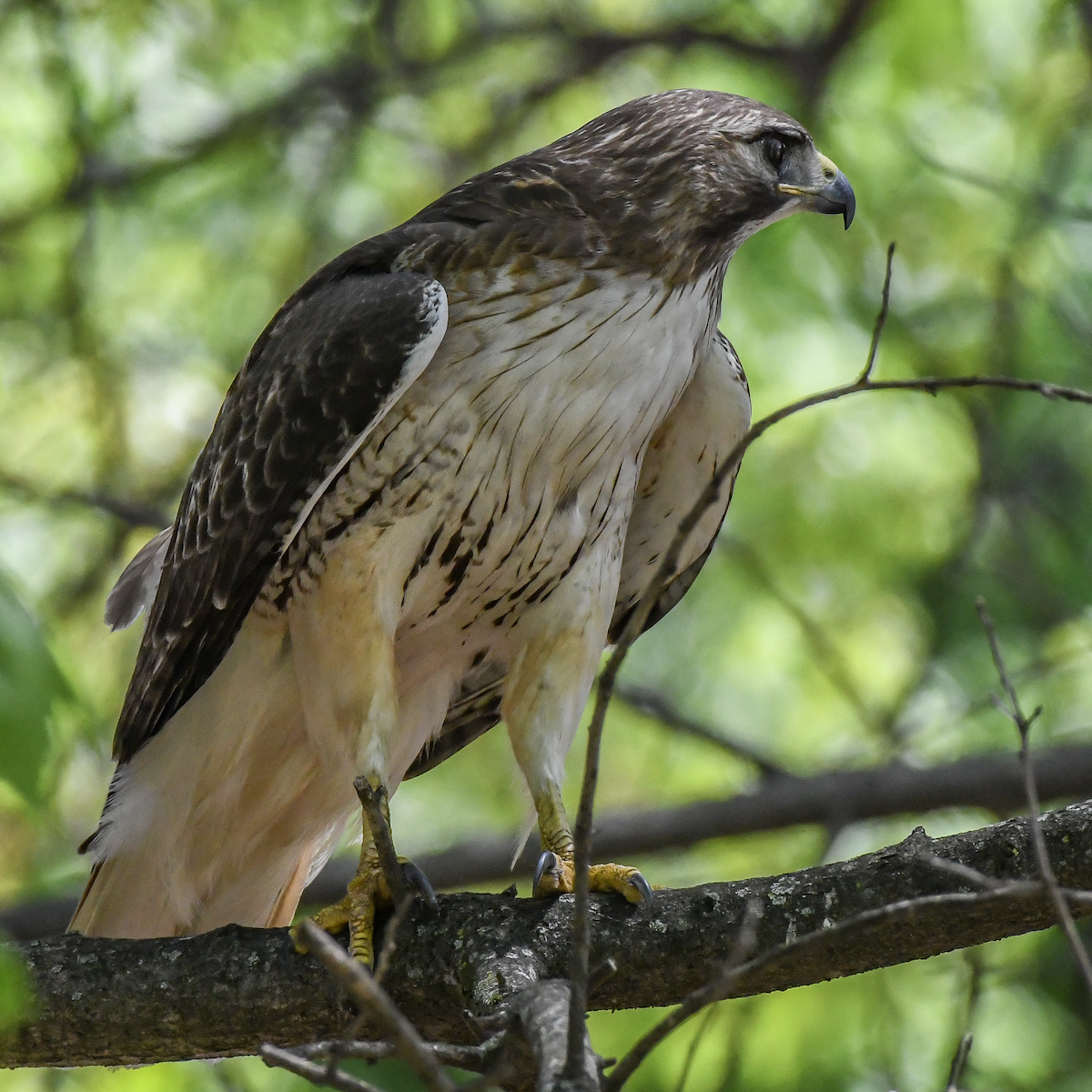 Red-tailed Hawk - ML617829127