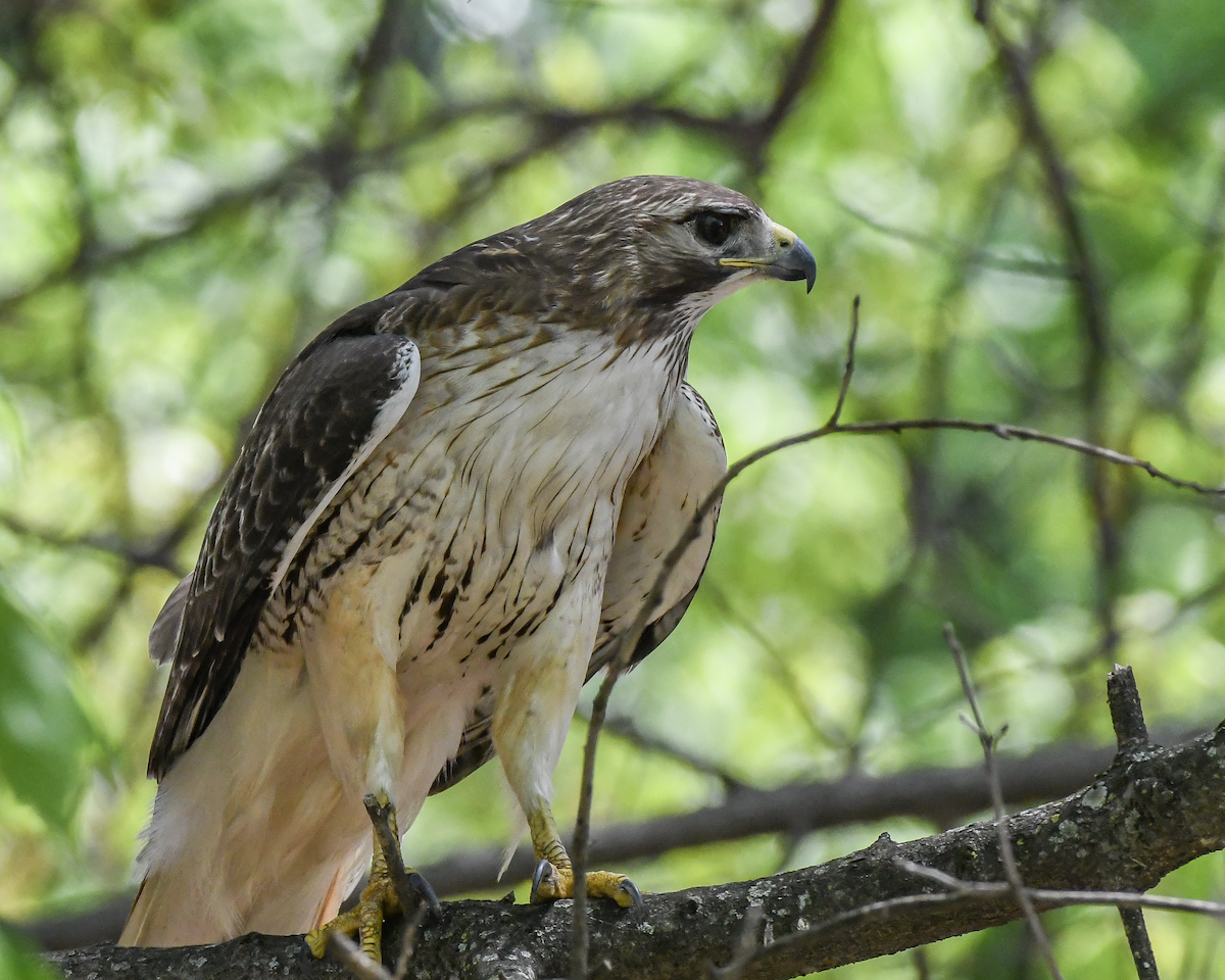 Red-tailed Hawk - ML617829128