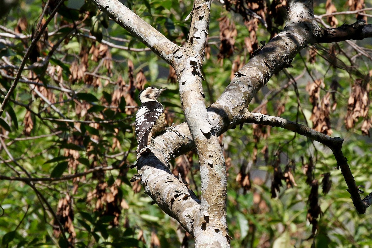 Gray-capped Pygmy Woodpecker - ML617829168
