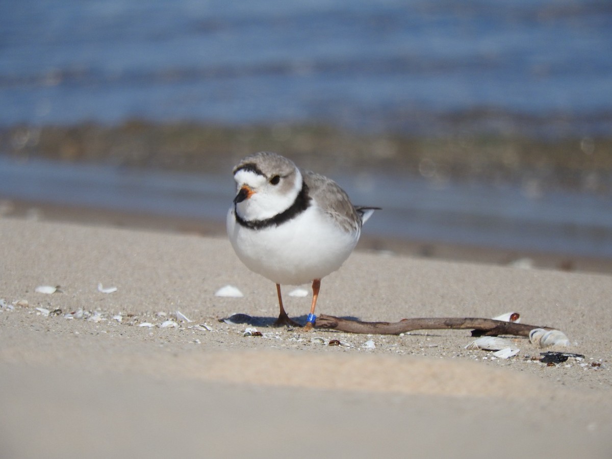 Piping Plover - ML617829171