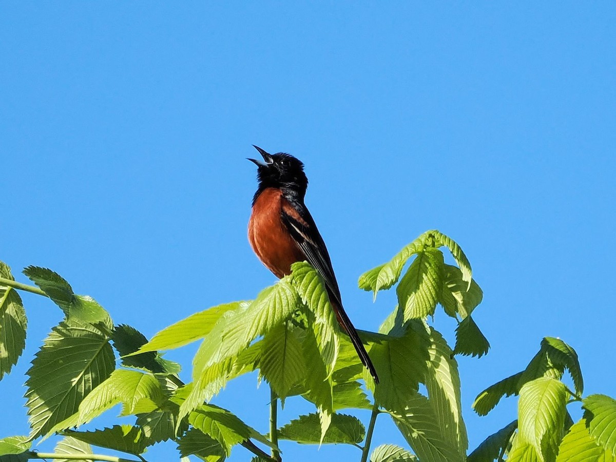 Orchard Oriole - ML617829221