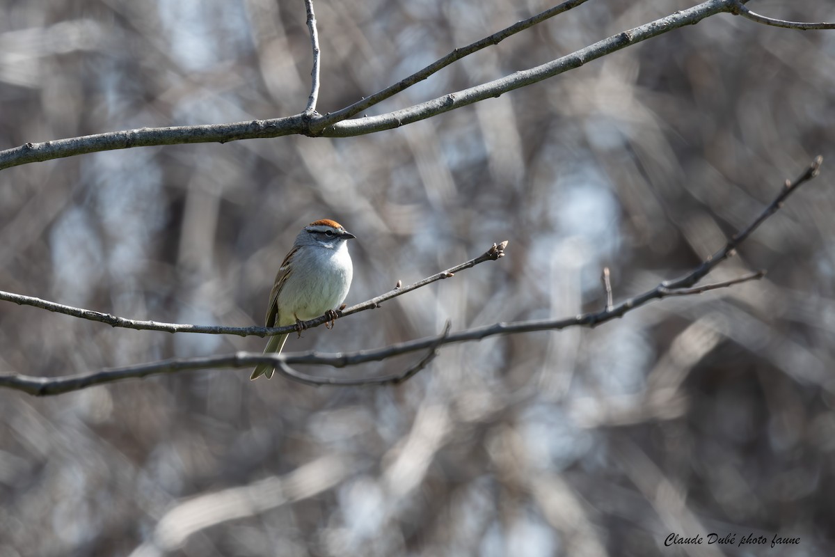 Chipping Sparrow - ML617829228