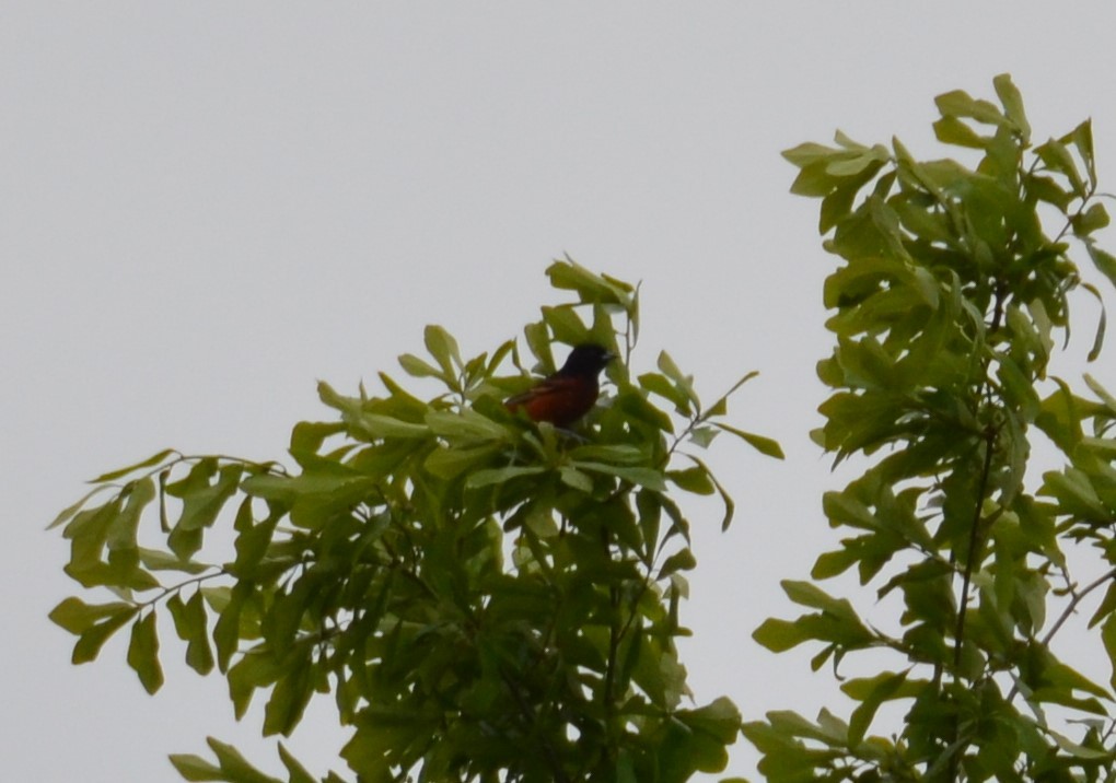 Orchard Oriole - ML617829358