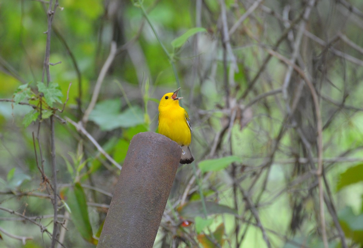 Prothonotary Warbler - ML617829364
