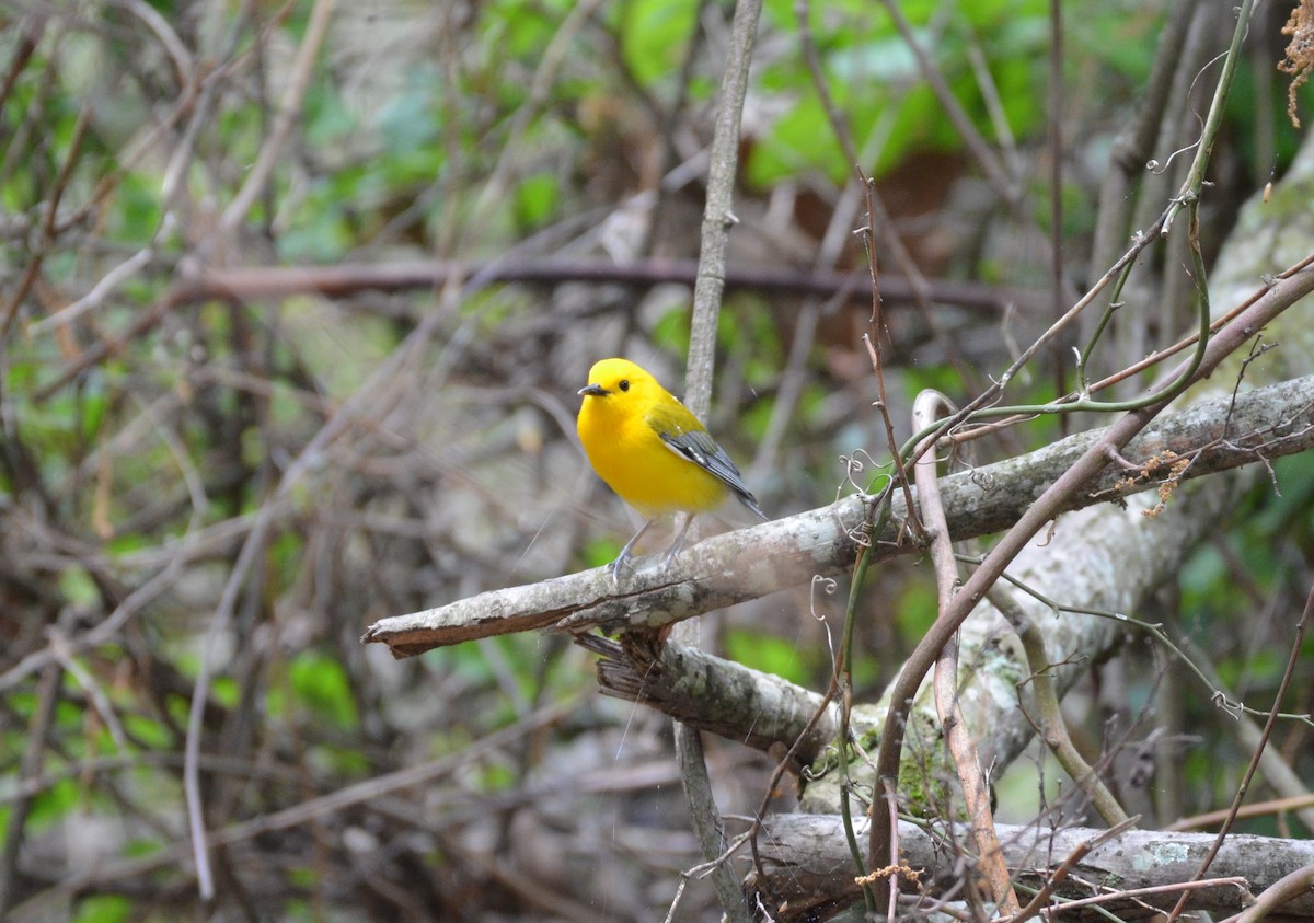 Prothonotary Warbler - ML617829366