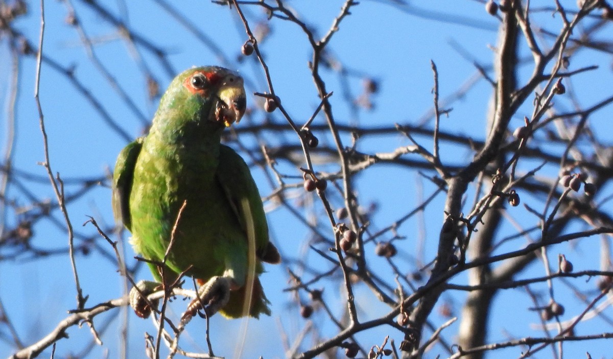 White-fronted Parrot - ML617829420