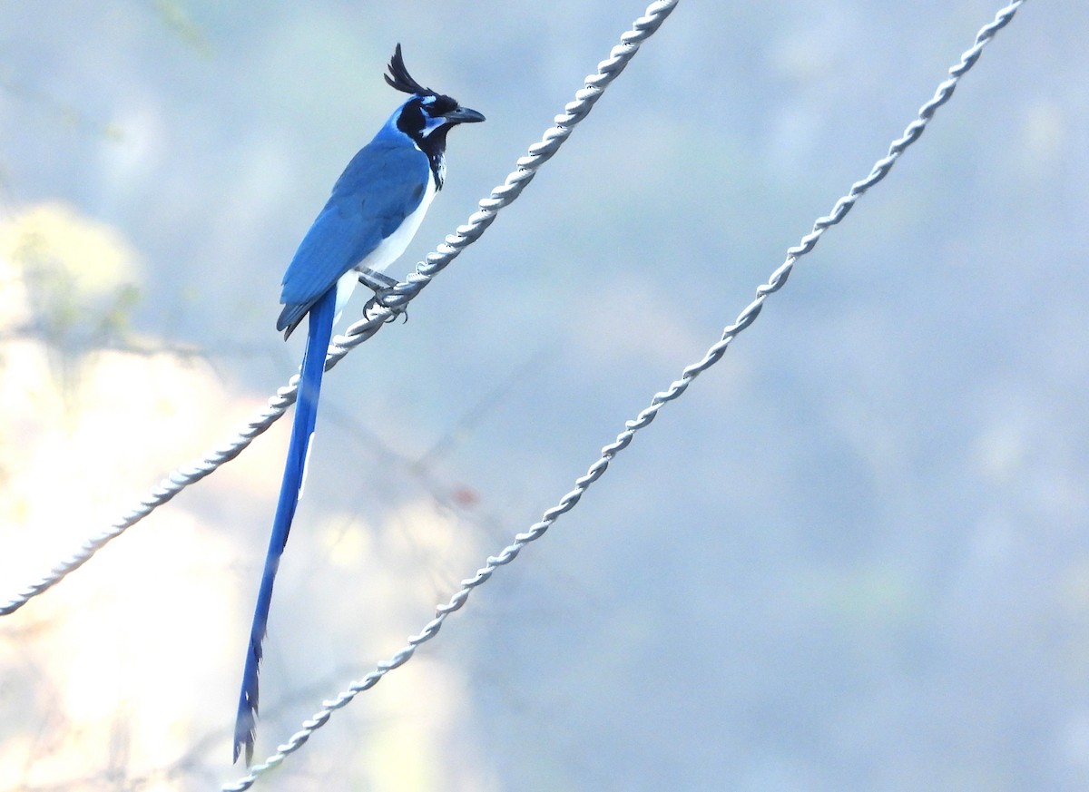Black-throated Magpie-Jay - ML617829442