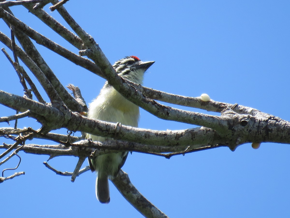 Red-fronted Tinkerbird - ML617829508