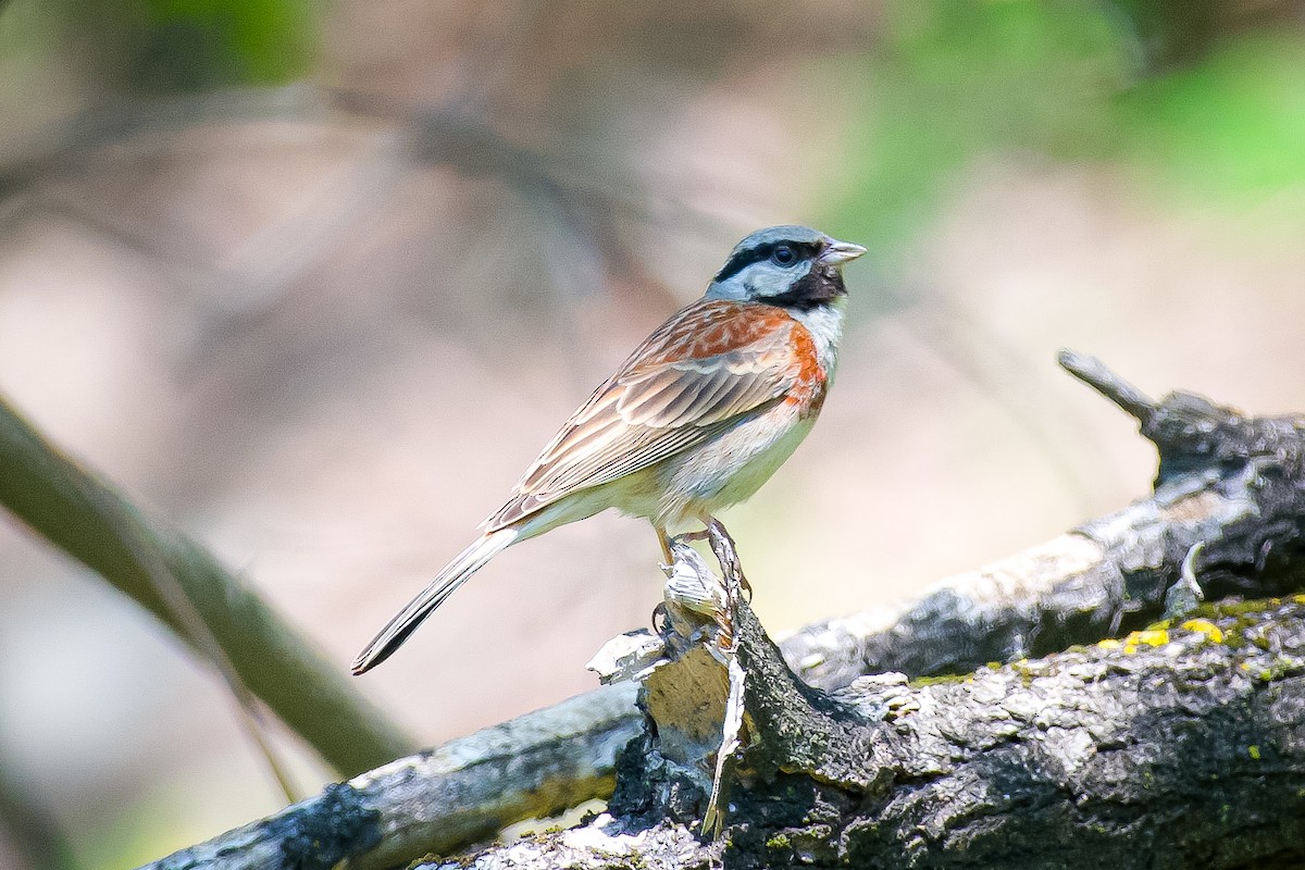 White-capped Bunting - ML617829509
