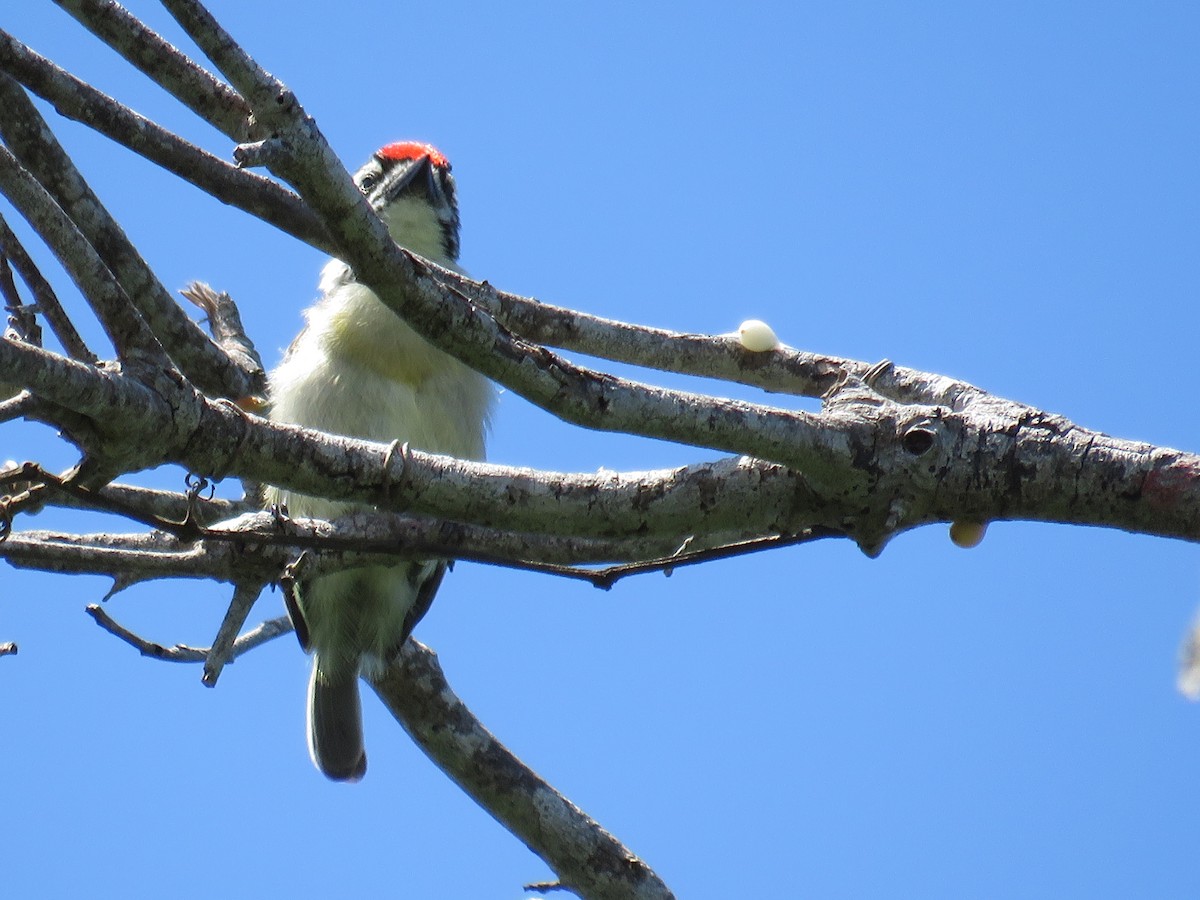 Red-fronted Tinkerbird - ML617829520