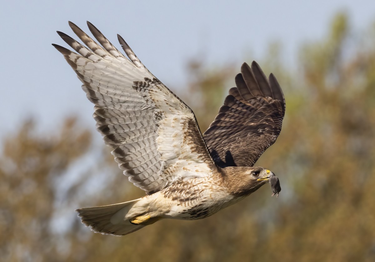 Red-tailed Hawk - Jorge Montalvo