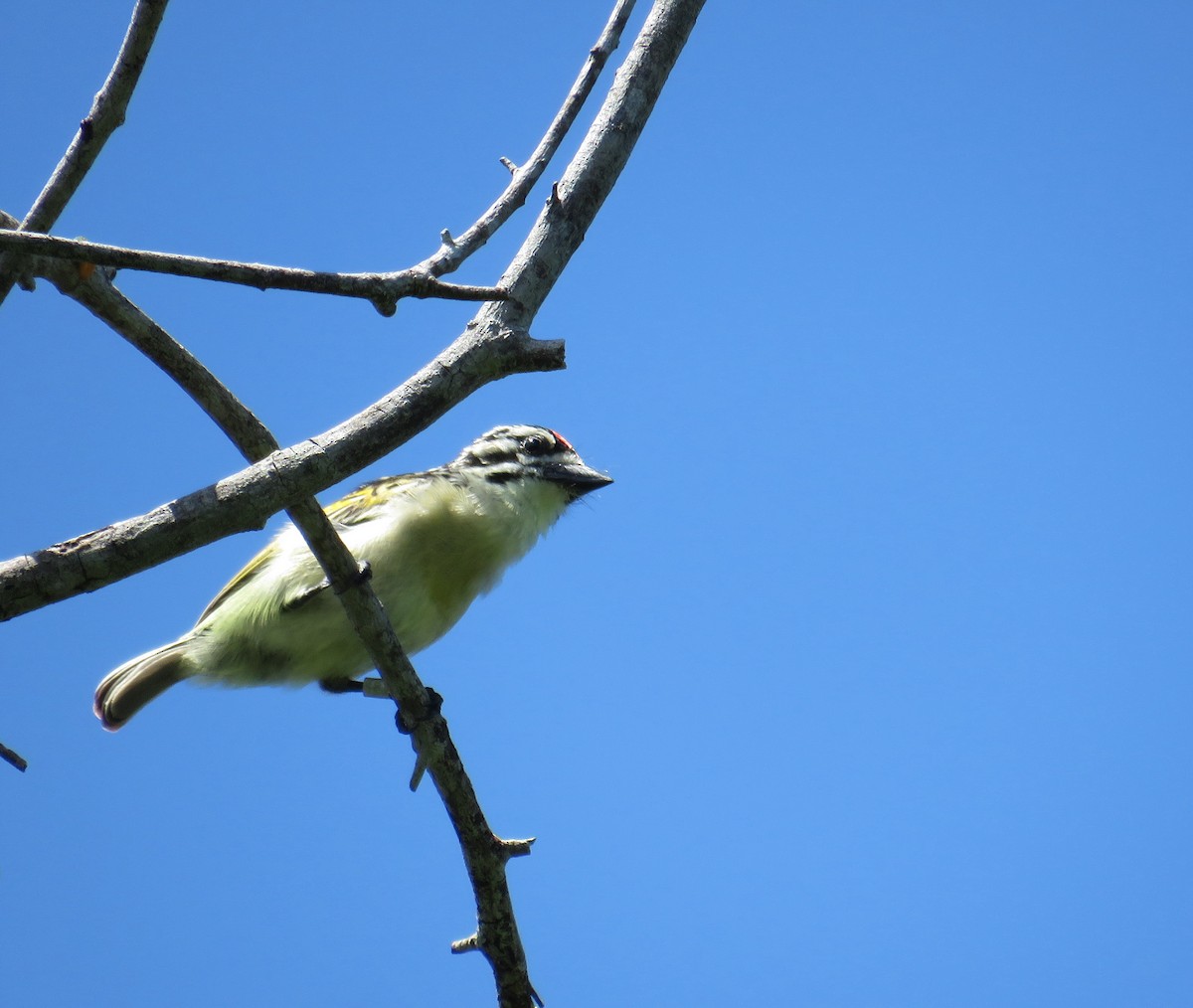 Red-fronted Tinkerbird - ML617829555