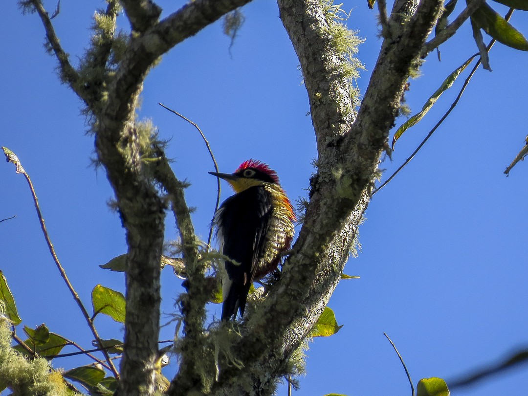 Yellow-fronted Woodpecker - ML617829603