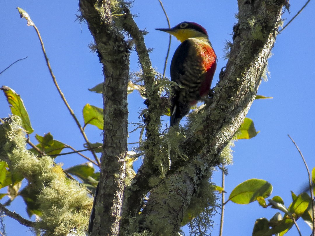 Yellow-fronted Woodpecker - ML617829604