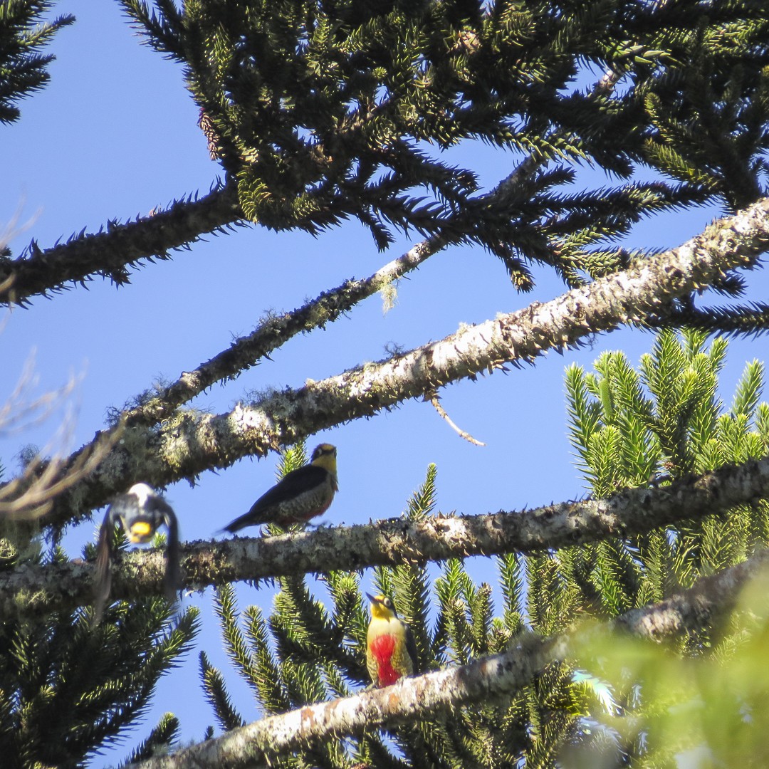 Yellow-fronted Woodpecker - ML617829605
