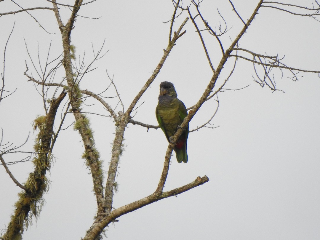 Scaly-headed Parrot - ML617829623