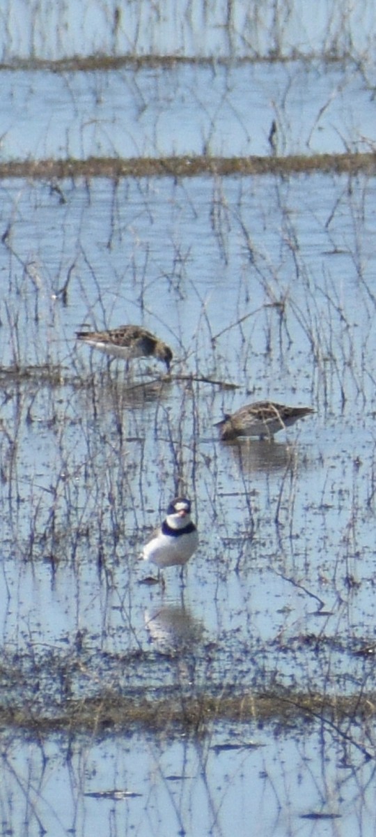 Semipalmated Plover - ML617829650