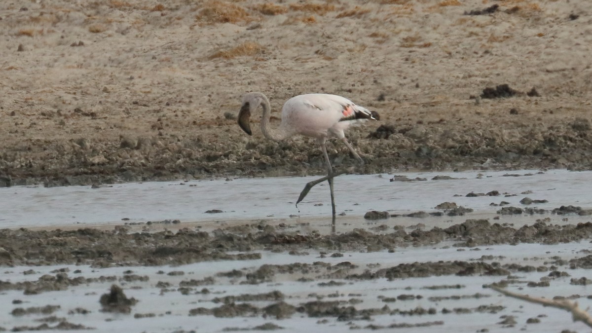 Lesser Flamingo - Robert Holland