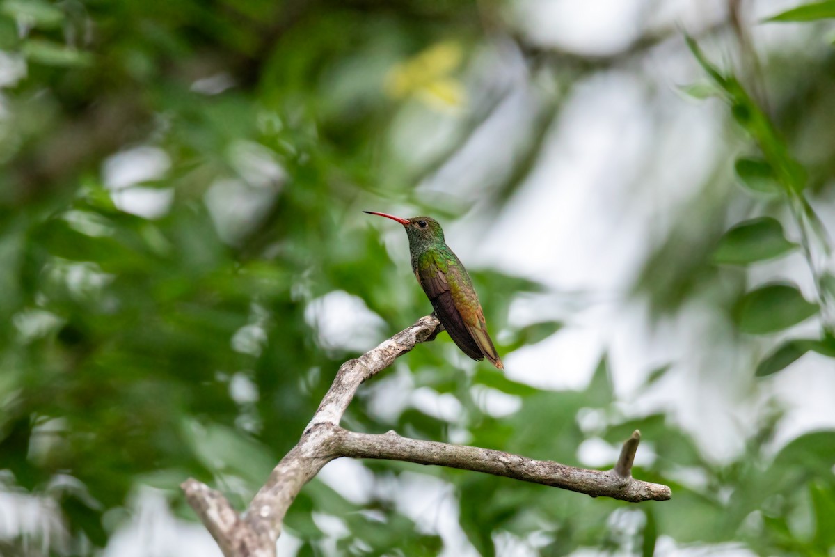 Buff-bellied Hummingbird - ML617829660