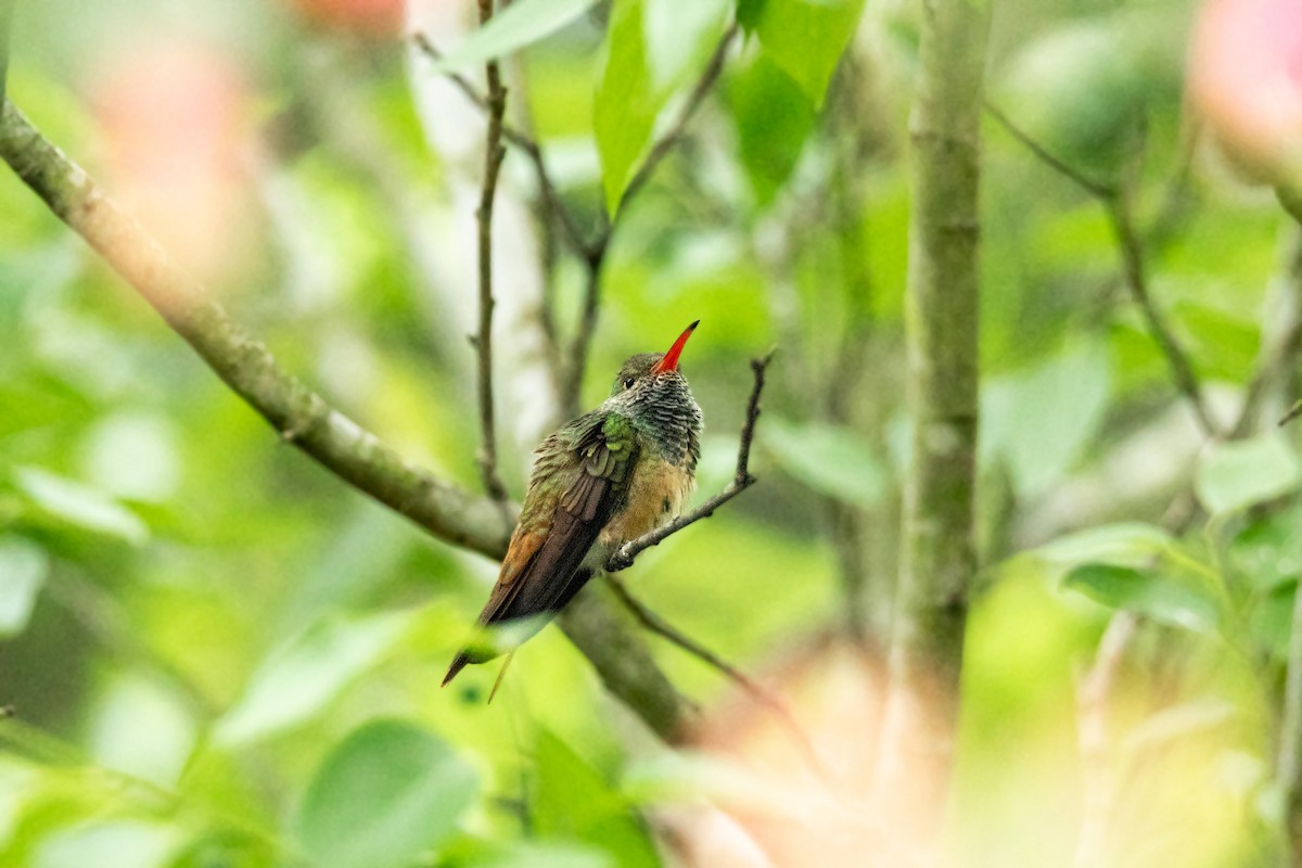 Buff-bellied Hummingbird - ML617829661