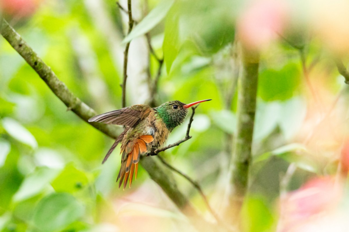 kolibřík yukatanský - ML617829662