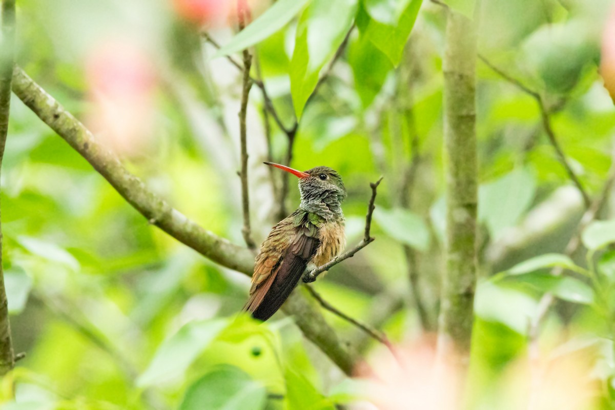 Buff-bellied Hummingbird - ML617829663