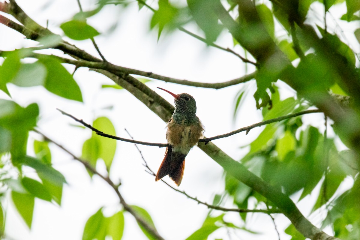 Buff-bellied Hummingbird - William Clark