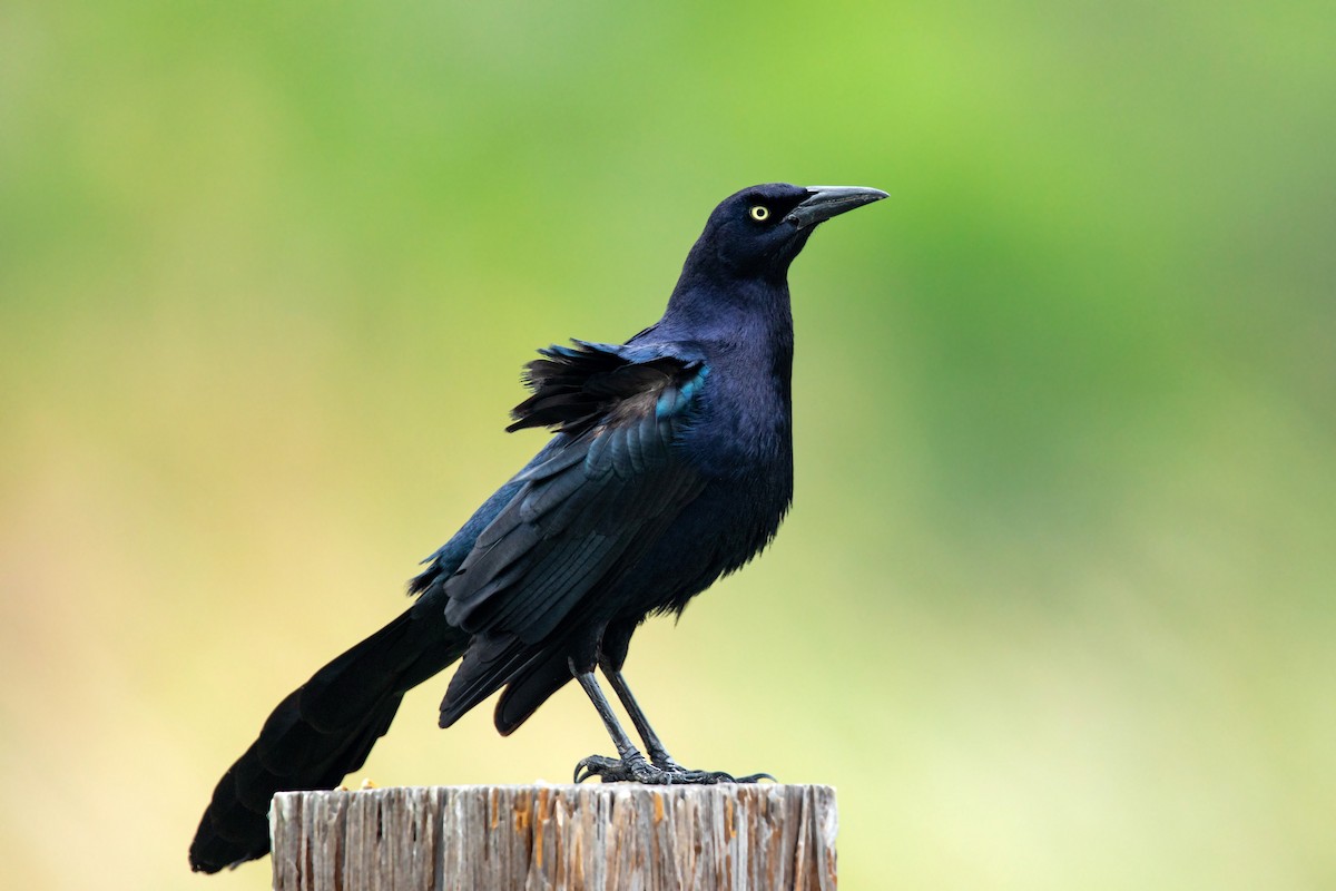 Great-tailed Grackle - ML617829743