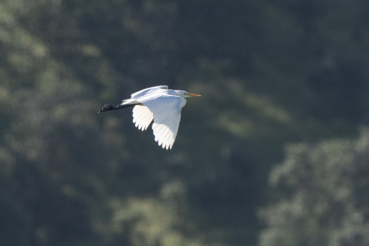 Yellow-billed Egret - Miguel Rouco