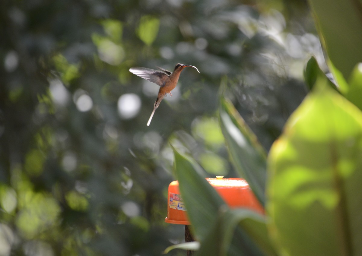 kolibřík dlouhozobý - ML617829780