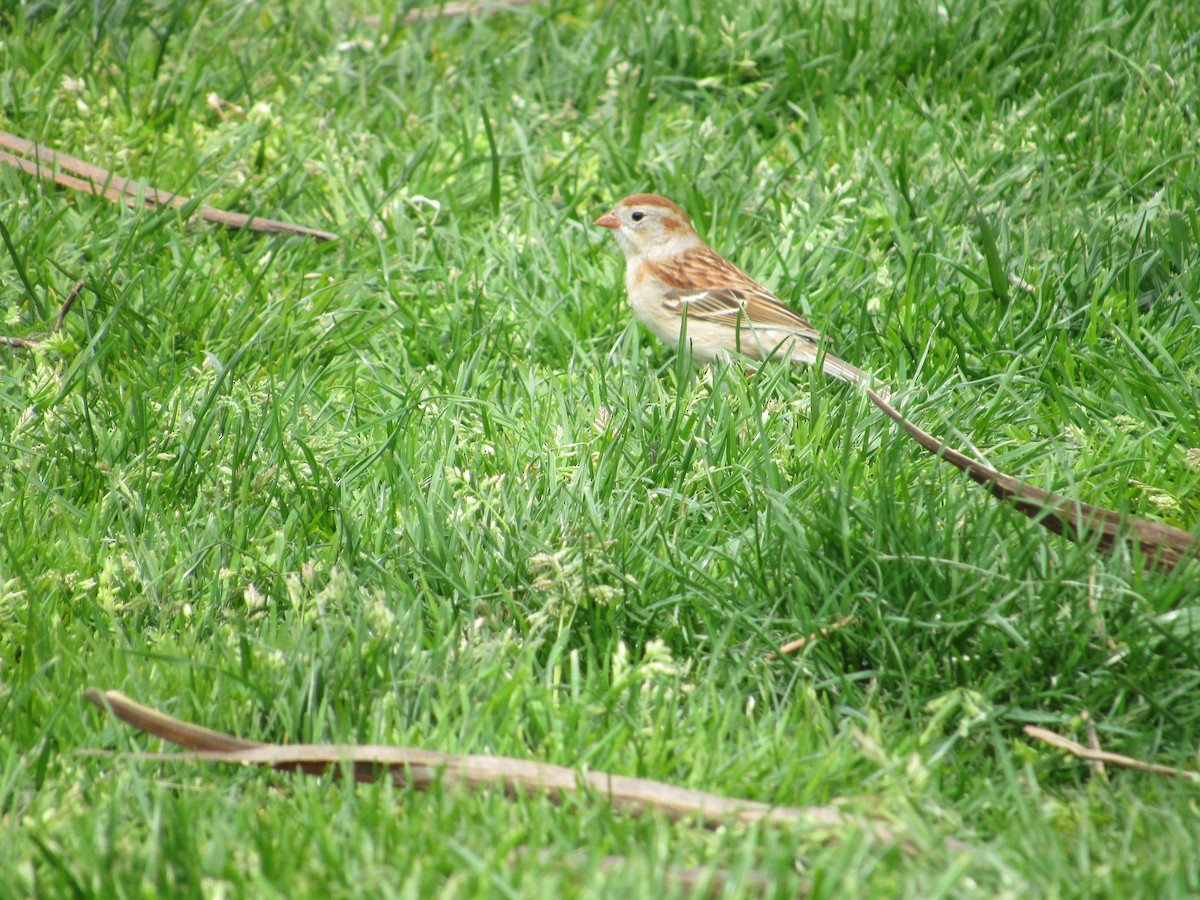 Field Sparrow - ML617829846