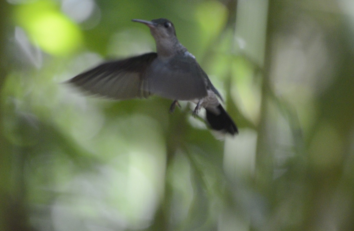 kolibřík šedoprsý - ML617829865