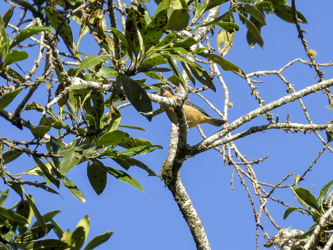 Fawn-breasted Tanager - Alido junior