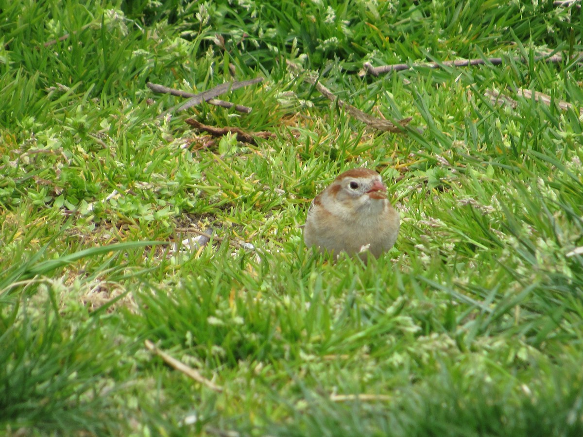 Field Sparrow - ML617829923