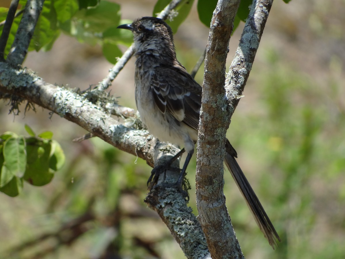 Long-tailed Mockingbird - ML617829950