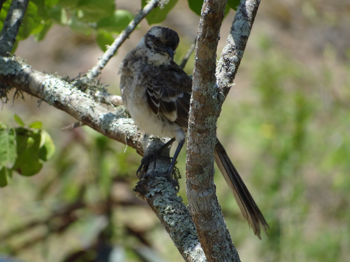 Long-tailed Mockingbird - ML617829951