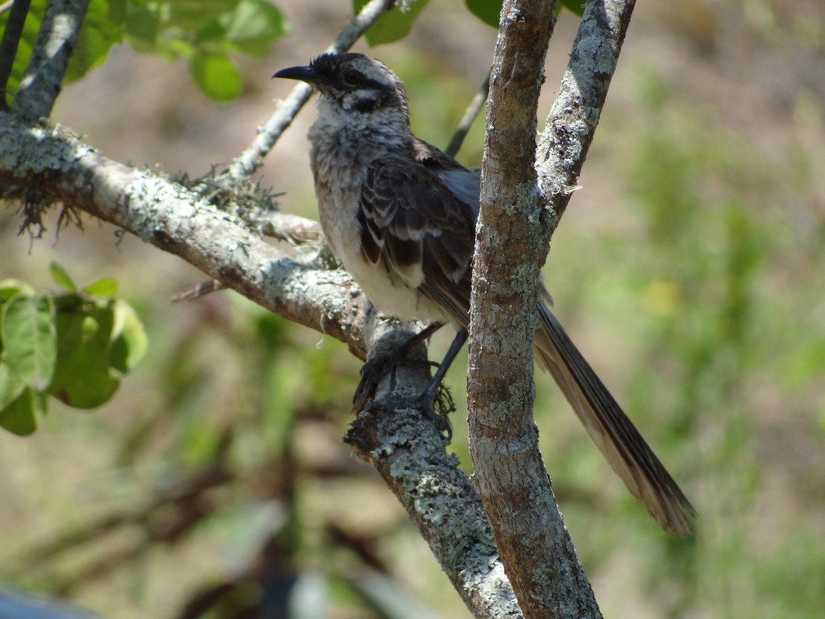 Long-tailed Mockingbird - ML617829952