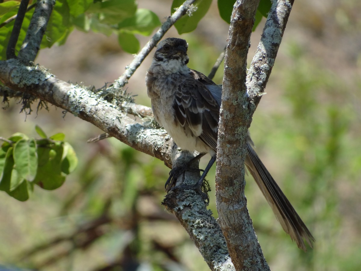 Long-tailed Mockingbird - ML617829953