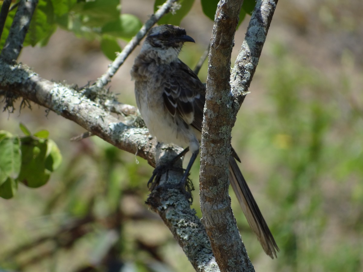 Long-tailed Mockingbird - Francisco Sornoza