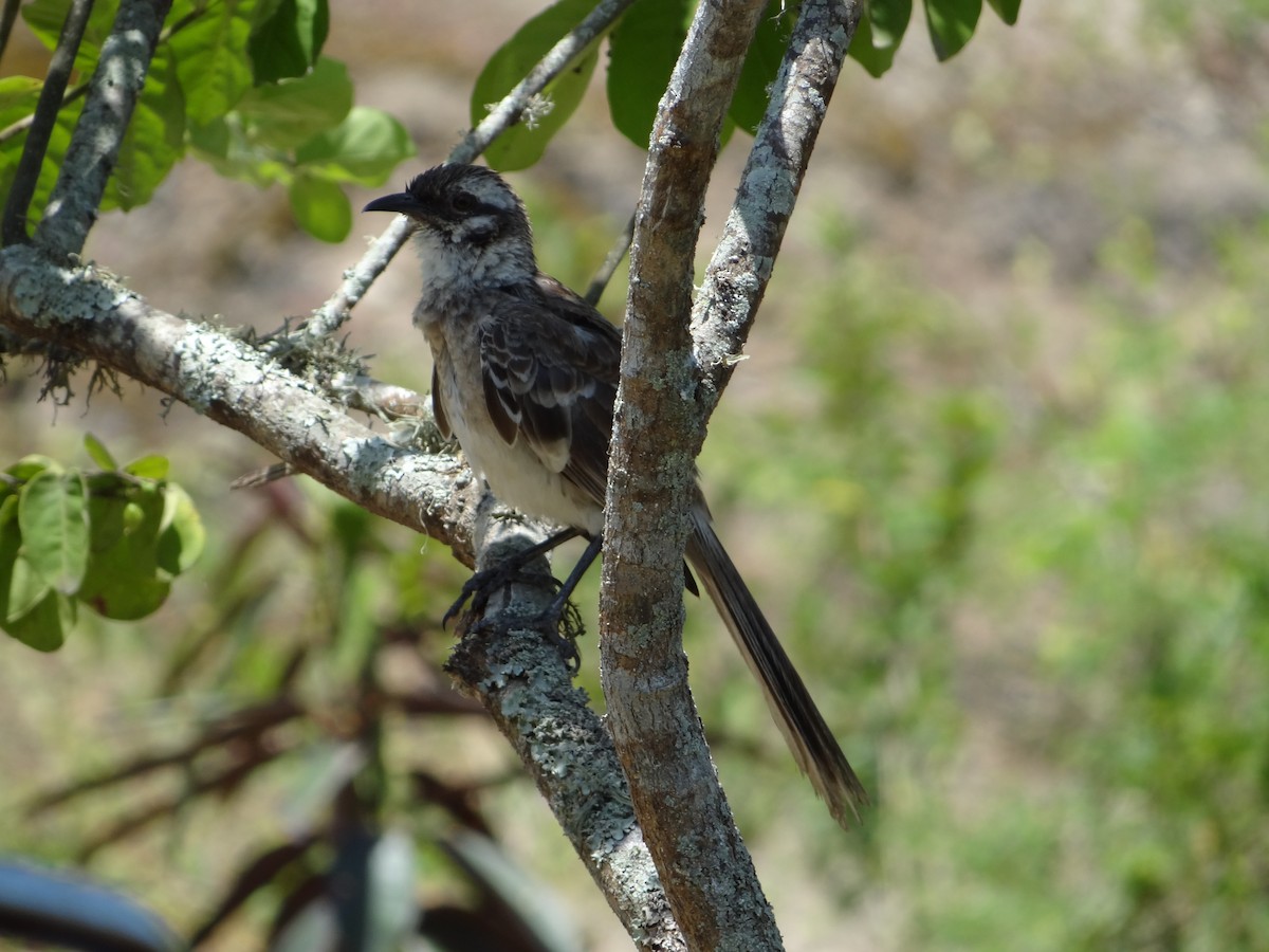 Long-tailed Mockingbird - ML617829957