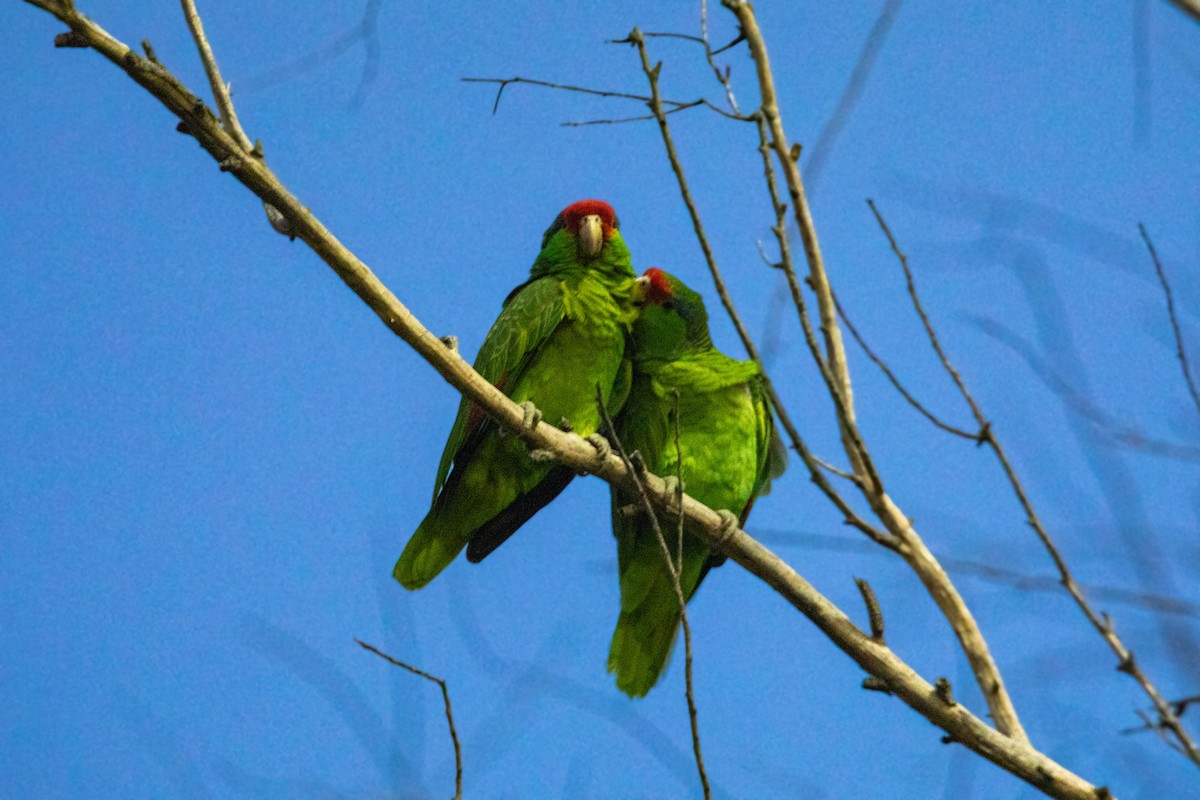 Red-crowned Parrot - ML617829958