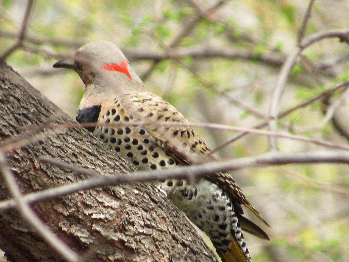 Northern Flicker (Yellow-shafted) - ML617829993