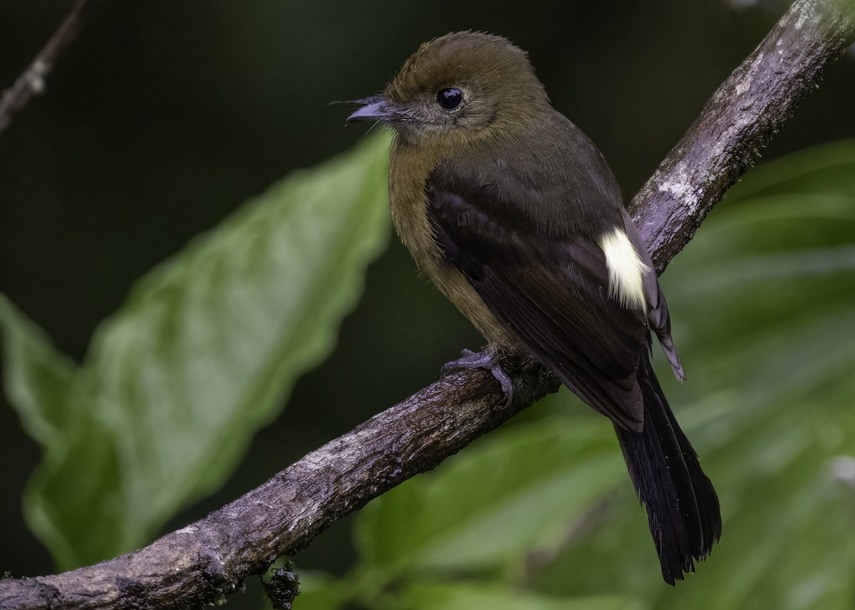 Tawny-breasted Flycatcher - Luc Tremblay