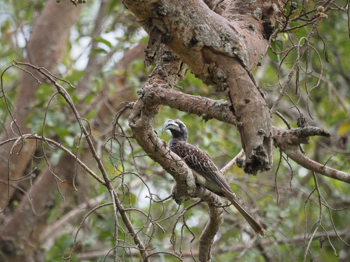 African Gray Hornbill - ML617830077